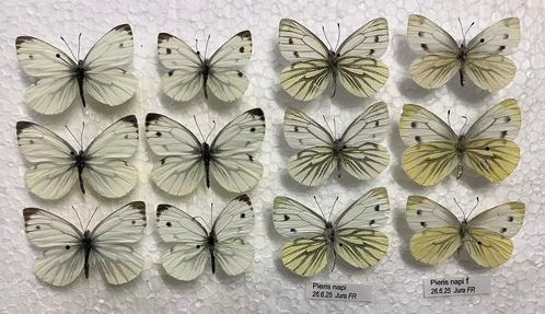 Lot witjes, vlinders uit Frankrijk, Verzamelen, Dierenverzamelingen, Ophalen of Verzenden