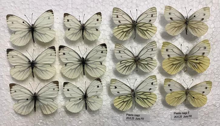 Lot witjes, vlinders uit Frankrijk, Verzamelen, Dierenverzamelingen, Ophalen of Verzenden