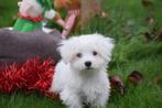 Maltezer pups klein kleine taile, België, Maltezer, 15 weken tot 1 jaar, Teef