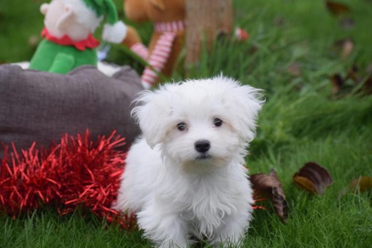 Chiots maltais à petite taille, Animaux & Accessoires, Chiens | Chihuahuas & Chiens de compagnie, Chienne, Bichon maltais, Éleveur | Professionnel