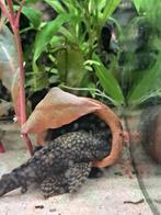 Charmant honingraat-pleco mannetje, Dieren en Toebehoren, Vissen | Aquariumvissen, Vis, Zoetwatervis