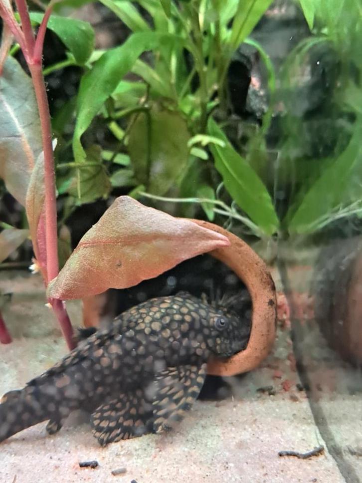 Charmant honingraat-Ancistrus mannetje, Animaux & Accessoires, Poissons | Poissons d'aquarium, Poisson d'eau douce, Poisson