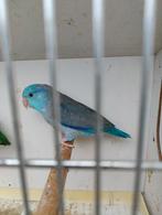 Forpussen, Dieren en Toebehoren, Vogels | Parkieten en Papegaaien, Meerdere dieren, Dwergpapegaai of Agapornis, Geringd