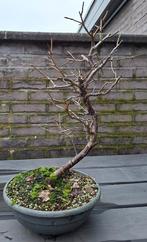 sleedoorn bonsai startplant, Enlèvement