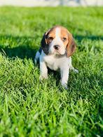 Prachtige belgische beagle pupjes zoeken baasje!!, Dieren en Toebehoren, België, Beagle, CDV (hondenziekte), 8 tot 15 weken