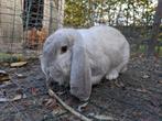 Jonge franse hangoren, Dieren en Toebehoren, Konijnen, Groot, Hangoor