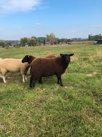 Ooilammeren te koop, Dieren en Toebehoren, Vrouwelijk, Schaap, 0 tot 2 jaar