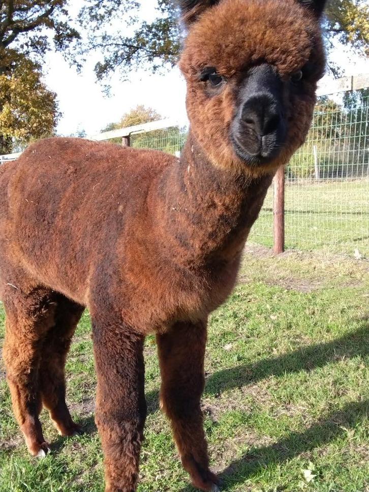 Alpaca merrie, Dieren en Toebehoren, Overige Dieren, Vrouwelijk, April