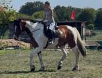 BUITENKANS !! Machtige grote 13-jarige bonte ruin, Dieren en Toebehoren, Paarden, Ruin, L, Gechipt, 11 jaar of ouder
