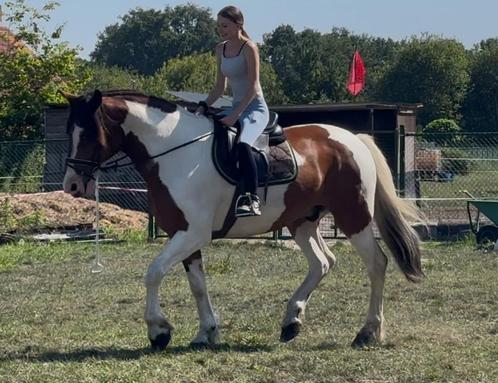 BUITENKANS !! Machtige grote 13-jarige bonte ruin, Dieren en Toebehoren, Paarden, Ruin, L, 165 tot 170 cm, 11 jaar of ouder, Recreatiepaard
