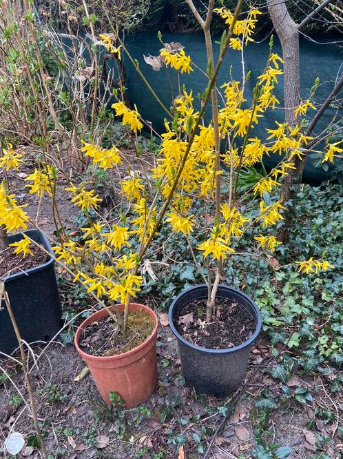 Vaste planten: bodembedekkers, struiken, fruitplanten, Tuin en Terras, Planten | Tuinplanten, Vaste plant, Bodembedekkers, Ophalen