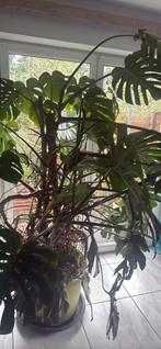 Plante géante Monstera Deliciosa, Ophalen