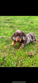 Nieuw nestje Merle teckeltjes hier geboren klaar voor een ni, Dieren en Toebehoren, Honden | Teckels en Dashonden, België, CDV (hondenziekte)