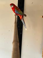 Rosella, Dieren en Toebehoren