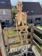 Skelet anatomie, Diversen, Ophalen, Zo goed als nieuw