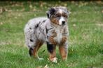 Australische Herder pup te koop (teefje - blue merle), Dieren en Toebehoren, Honden | Herdershonden en Veedrijvers, België, CDV (hondenziekte)