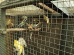 Roodruggen, Dieren en Toebehoren, Geringd