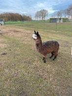 Alpaca merrie, Dieren en Toebehoren, Januari, Vrouwelijk