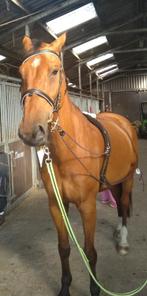 bijrijder gezocht voor grote brave ruin, Dieren en Toebehoren, Paarden, Ruin, 170 tot 175 cm, 7 tot 10 jaar