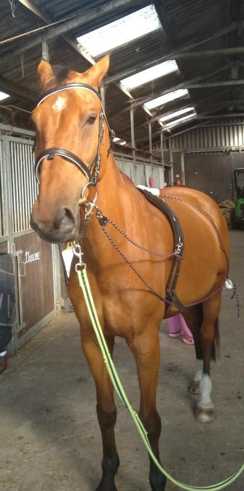 bijrijder gezocht voor grote brave ruin, Dieren en Toebehoren, Paarden, Ruin, 170 tot 175 cm, 7 tot 10 jaar