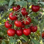 Koralik - Graines de tomates, Envoi