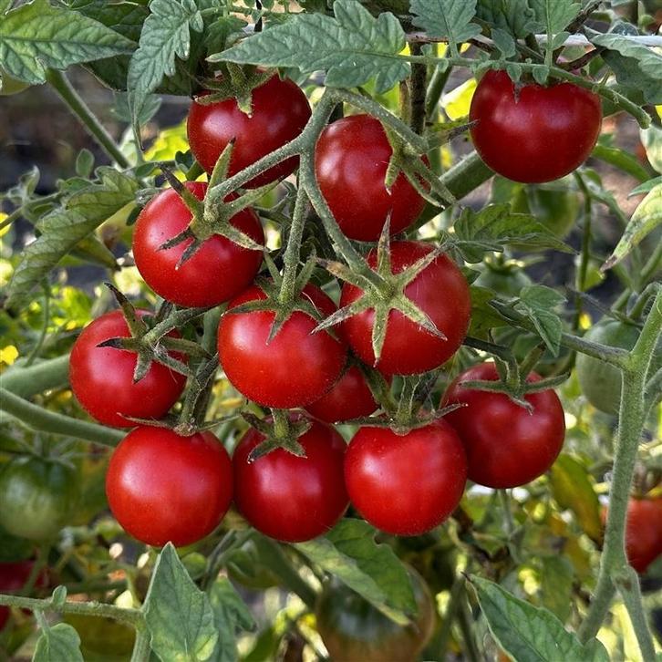 Koralik - Graines de tomates, Jardin & Terrasse, Bulbes & Semences, Envoi