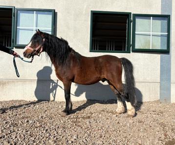 A-Pony hengst, Étalon