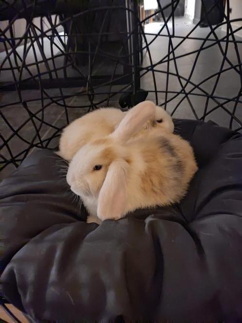 Hangoorkonijnen, Dieren en Toebehoren, Konijnen, Groot