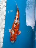40 cm doitsu koi, Dieren en Toebehoren, Vissen | Vijvervissen, Karper of Koi