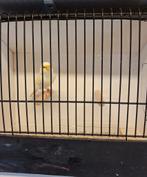 Mooie geel mozaïeken te koop, Plusieurs animaux, Canari de couleur