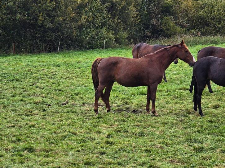 Meerdere spring fokmerries te koop, Dieren en Toebehoren, Paarden, Merrie, Niet van toepassing, 165 tot 170 cm, Springpaard, Met stamboom