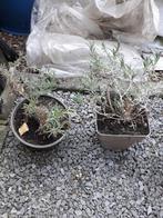 Lavendel struikjes, Ophalen, Zomer