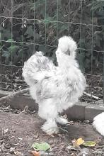 zijdehoenders, Dieren en Toebehoren, Pluimvee, Meerdere dieren, Kip