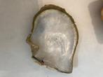 Schelpen Oester met gouden lip Pinctada maxima, Ophalen, Schelp(en)