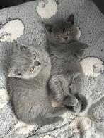 Britse korthaar kittens met stamboom, Dieren en Toebehoren, Katten en Kittens | Raskatten | Korthaar, Meerdere dieren, Met stamboom