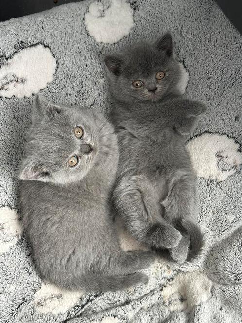 Britse korthaar kittens met stamboom, Dieren en Toebehoren, Katten en Kittens | Raskatten | Korthaar, Meerdere dieren, 0 tot 2 jaar