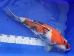 Japanse koi, Dieren en Toebehoren, Vissen | Vijvervissen, Karper of Koi