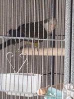 Koppel monniksparkieten+kooi, Meerdere dieren, Parkiet, Pratend