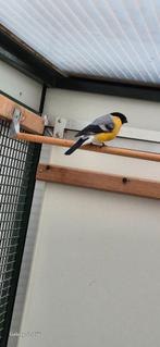 Gele Goudvink  pop gezocht, Dieren en Toebehoren, Ophalen