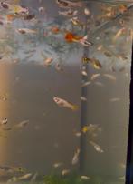 Mooie jonge guppies vuur/tijger, Dieren en Toebehoren, Vissen | Vijvervissen
