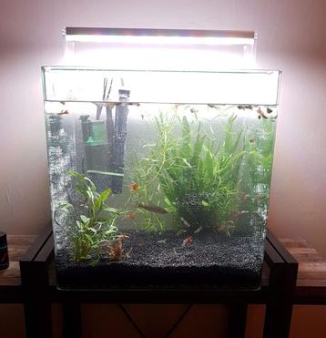 Aquarium met twinstar uv lamp beschikbaar voor biedingen