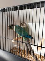 Couple pyrrhura moliane, Animaux & Accessoires, Mâle, Perroquet