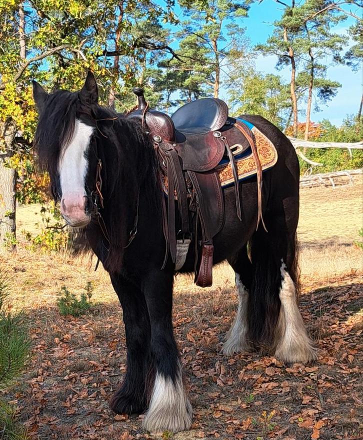 Wie wil onze lieve Tinker mee verzorgen/rijden, Dieren en Toebehoren, Pony's