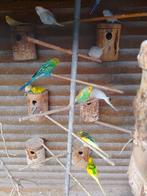 PERRUCHES EN HERBE DE DIFFÉRENTES COULEURS, AVEC OU SANS CAG, Plusieurs animaux, Perruche, Domestique