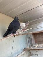 Duiven, Dieren en Toebehoren, Vogels | Duiven, Meerdere dieren