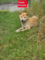 shiba inu pups, Dieren en Toebehoren, Honden | Poolhonden, Keeshonden en Oertypen, België, 15 weken tot 1 jaar, CDV (hondenziekte)
