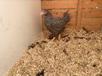 Jonge amrock hen, Dieren en Toebehoren, Pluimvee