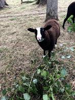 Dieren schapen, Dieren en Toebehoren, Mannelijk, Schaap, 0 tot 2 jaar