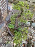 Larix bonsai oud., Ophalen, Zo goed als nieuw