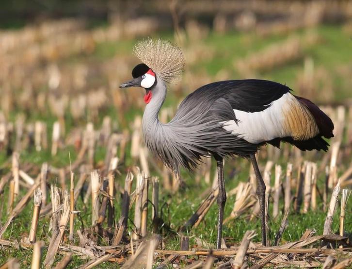 Kroonkraanvogel beschikbaar (verkopen snel ieder jaar), Dieren en Toebehoren, Pluimvee, Overige soorten, Geslacht onbekend